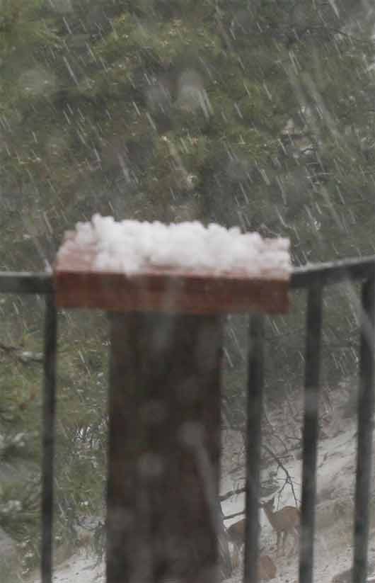 Chucks of hail on the deck post, deer taking shelter and the streaks of hail still pelting the earth